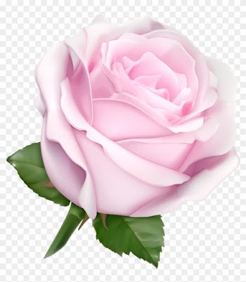 White Rosespink - White Rose Clip Art