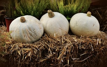 White Round Vegetable Piled on Hay Near Green Leaf Plant