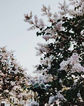 White Sakura Tree