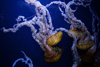 white sea creatures