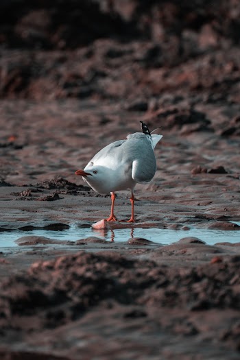 White Sea Gull