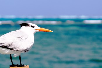 White Seagull 