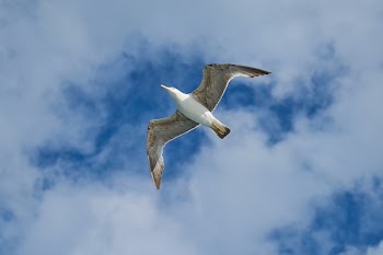 White Seagull