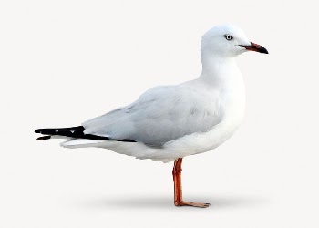 White seagull bird sticker, animal | Free PSD - rawpixel