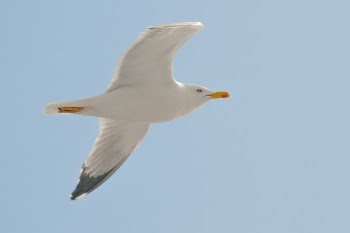 White Seagull Flying Under Clear Blue Sky