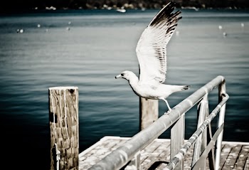 White Seagull Free Photo 