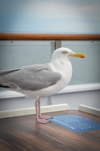 White Seagull on Brown Surface