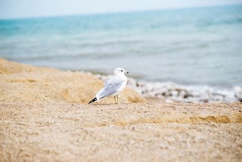 white seagull on seashore