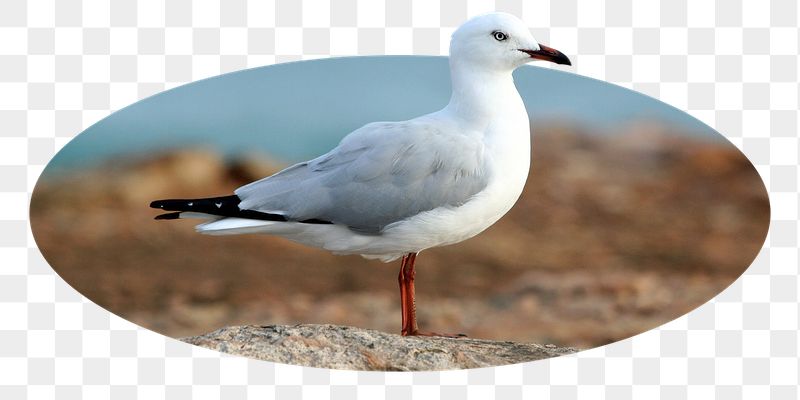 White seagull png bird badge | Free PNG - rawpixel