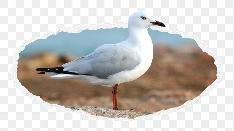 White seagull png bird sticker, | Free PNG - rawpixel