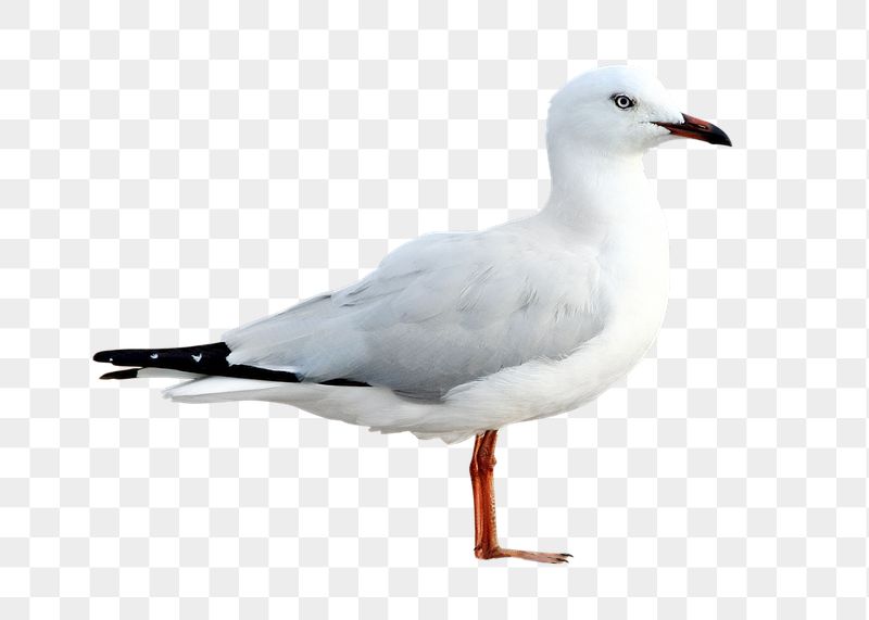 White seagull png bird sticker, | Free PNG - rawpixel