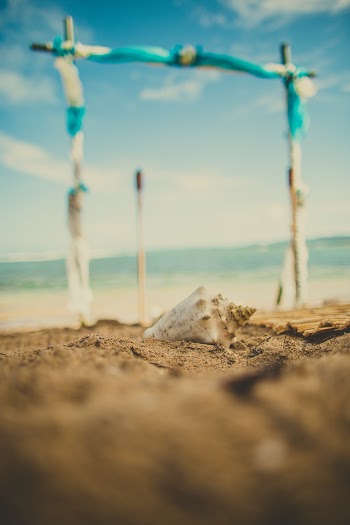 White Seashell On Shore