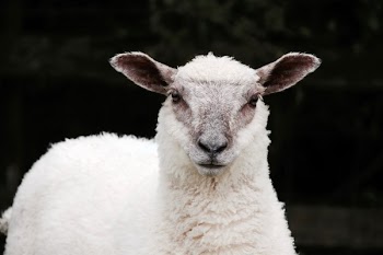 White Sheep