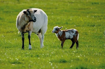White Sheep and Brown Lamb in Green Lawn Grasses
