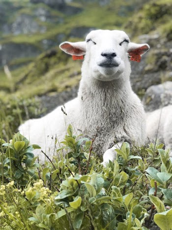 White sheep on Plant Field