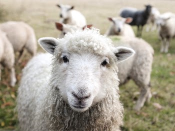 White sheep. Original public domain | Free Photo - rawpixel