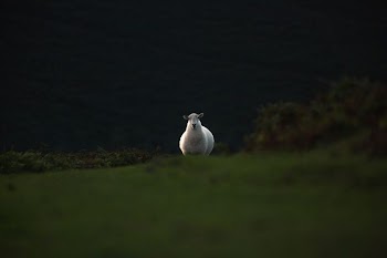 white sheep running on grass field