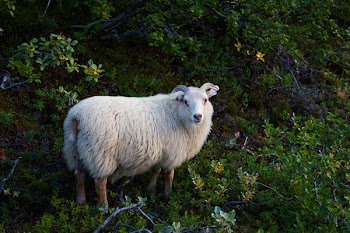 White Sheep Standing on Plants