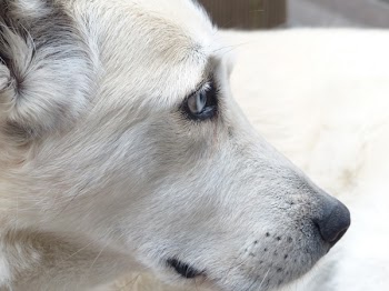 White Short Coated Dog Face