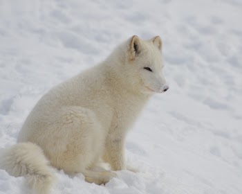 White Short Fur 4 Legged Animal on Bed of Snow during Twilight