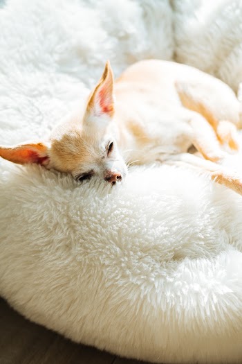 White Short Haired Chihuahua Lying on White Textile