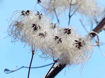 White Shred Petal Flower Under Brights during Daytime