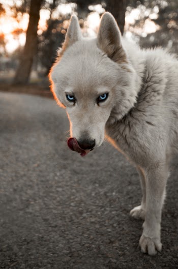 White Siberian Husky