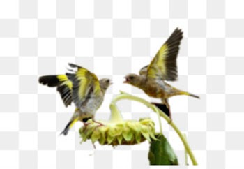 White simple birds flying material 