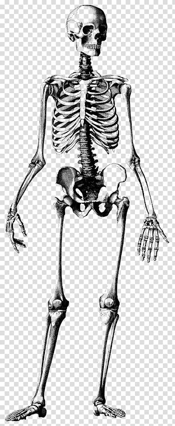 White skeleton decor, Human skeleton Skull Drawing Anatomy Illustration, Skeleton frame transparent background PNG clipart