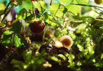 White Snail Near Red Fruit