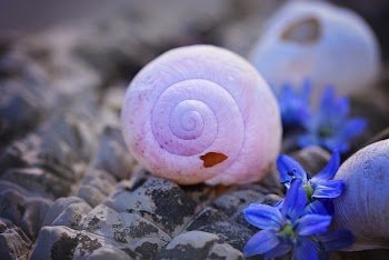 White Snail Shell on Rocks