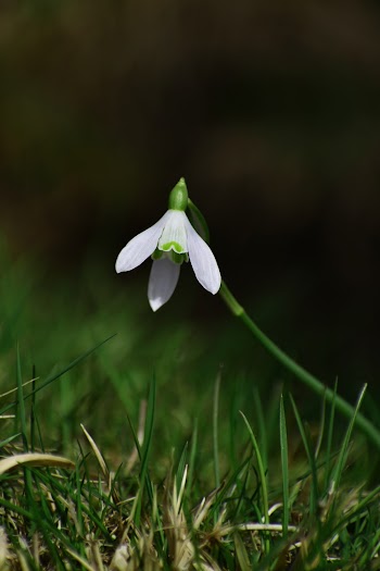 White Snowdrop Flower