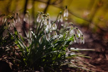 White Snowdrop Flowers