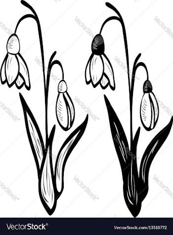 White snowdrop flowers vector image