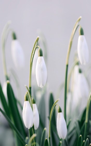 White snowdrop Spring HD photo
