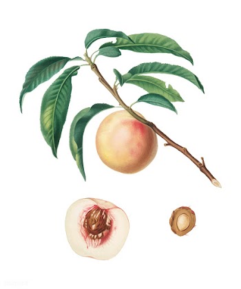 White speckled Peach from Pomona Italiana (18.. | Free stock vector - 488051