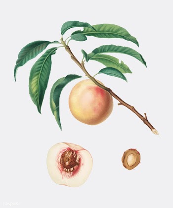 White speckled Peach from Pomona Italiana (18.. | Free stock vector - 488055