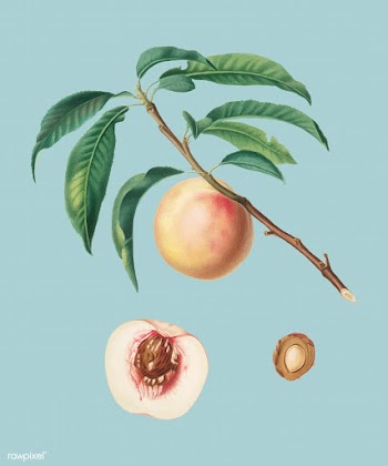 White speckled Peach from Pomona Italiana ill.. | Free stock vector - 487801