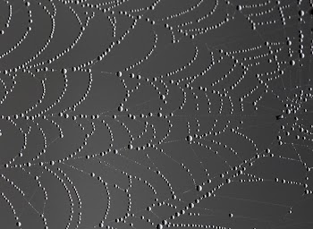 White Spider Web