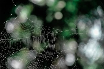 White Spider Web in Selective-focus Photography