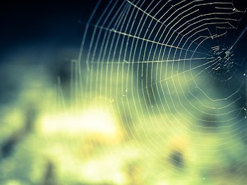 White Spiderweb