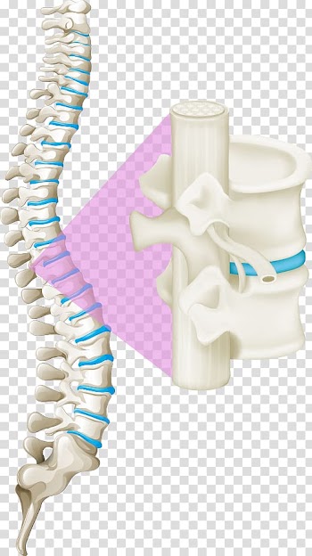 White spinal cord illustration, Back pain Vertebral column Human back Spinal cord, white bones of the spine transparent background PNG clipart