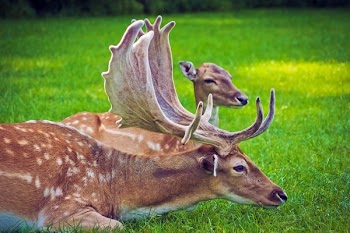 White Spotted Deer Lying on Green Grass