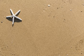White Starfish on Brown Sand