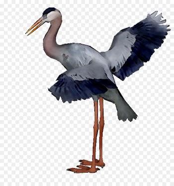 White stork Beak Wader Neck -  