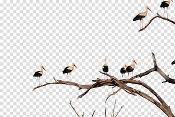 White stork Bird Beak, White Stork transparent background PNG clipart