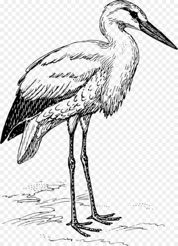 White stork Bird Clip art - stork 