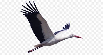 White stork Bird Pixabay Animal migration - white crane 