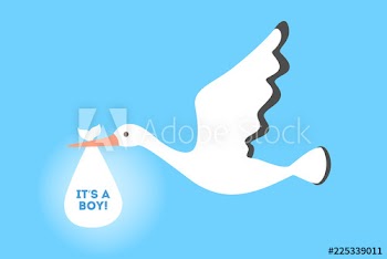 White stork flying with a newborn baby