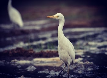White Stork Standing in Marsh